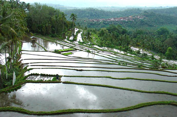 Rice terraces on the way to the North Bali