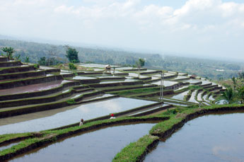 rice terraces near Jatiluwih