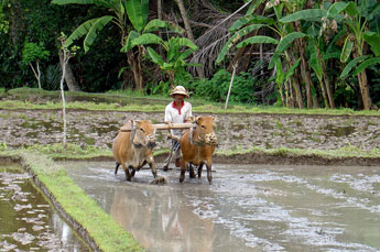 Bali farmer with oxen plowing a rice field