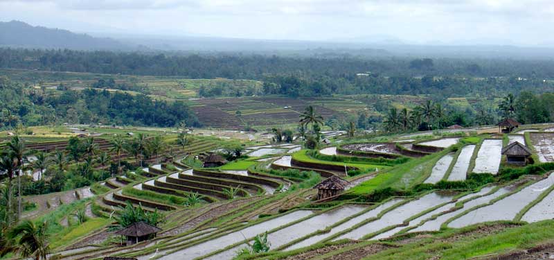 Bali Rice terrasses near Jatiluwih