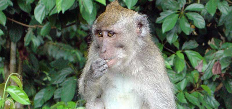 Bali Monkey at Sangah monkey forest