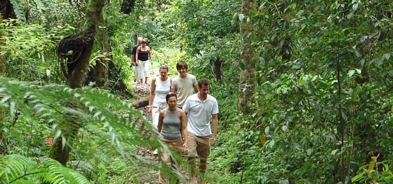 Bali Rain forest walk