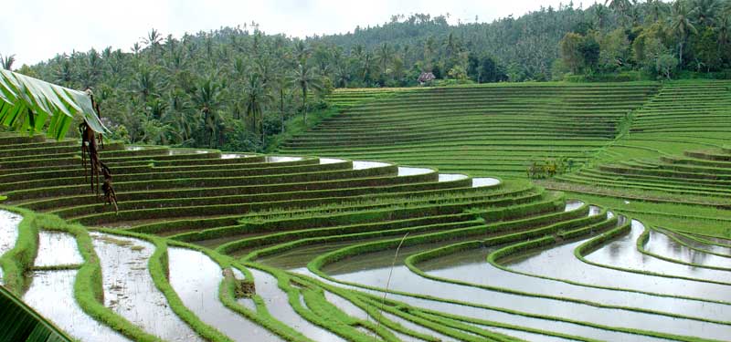 Bali Rice terraces in Westbali