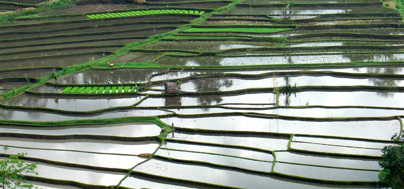 Bali Rice terraces in Westbali