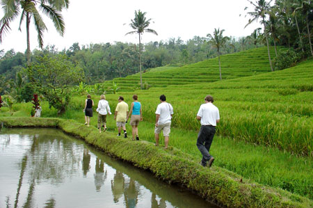 Walking through the rice fields of Bali