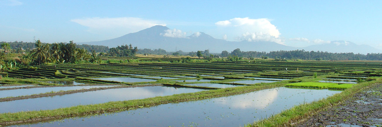 Bali rice landscape with Batukaru mountain in background